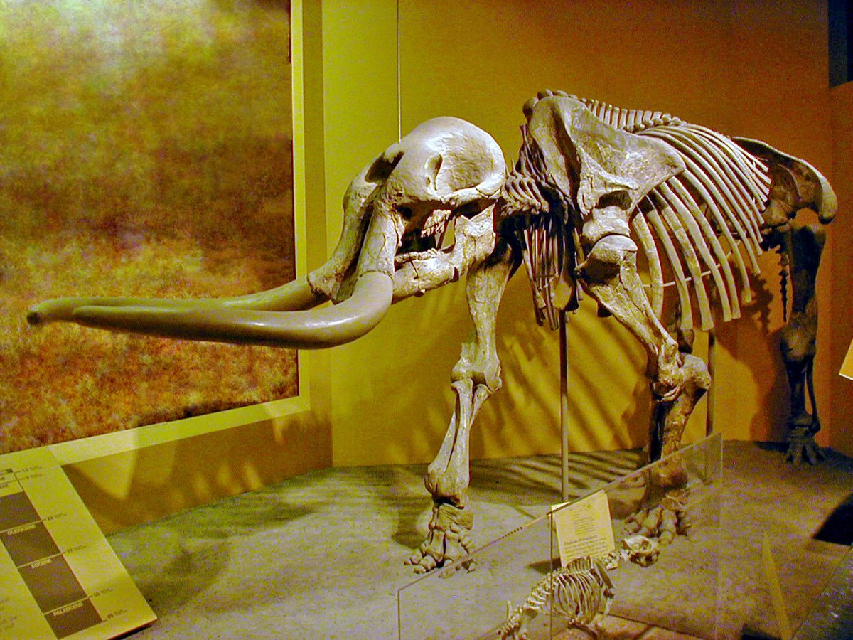 Mounted Stegomastodon skeleton photographed in a Smithsonian museum gallery, with long curved tusks extending from the skull.