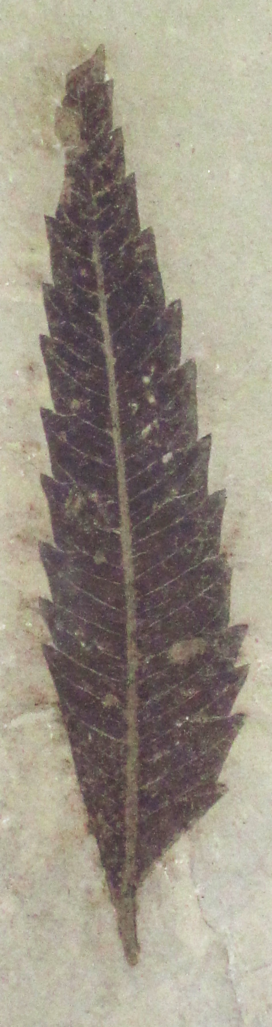 Photograph of a fossil leaf slab from the Eocene Green River Formation, showing a dark leaf impression with a central vein and toothed margins on pale stone.