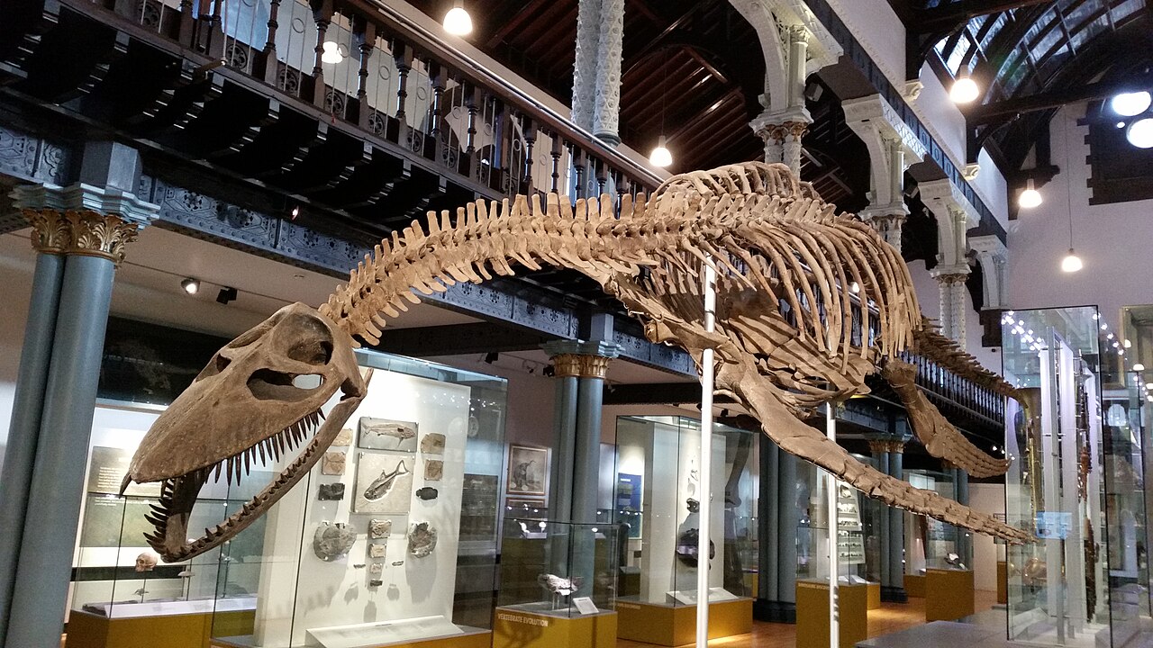 Photograph of a mounted plesiosaur skeleton in the Hunterian Museum, with a long neck extending forward and four broad flippers spread from the body.