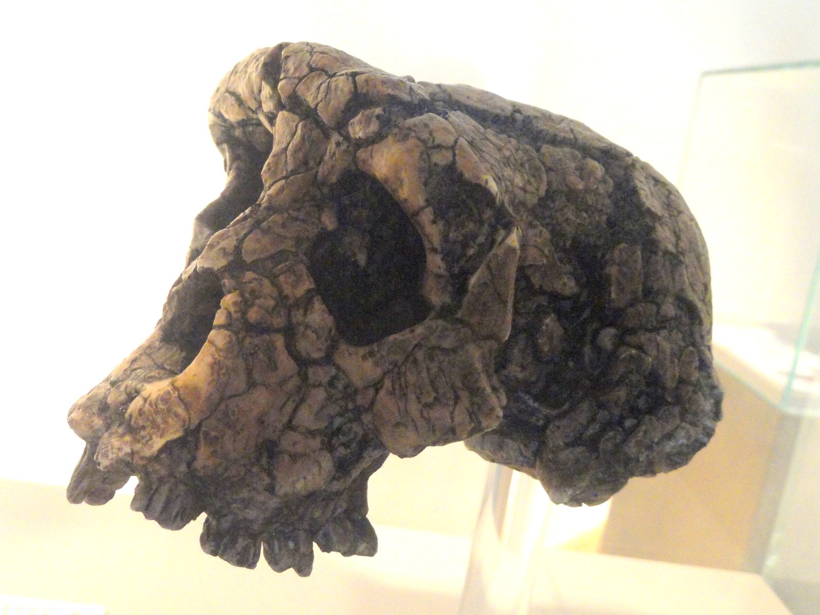Sahelanthropus tchadensis skull cast displayed in a museum case at Naturmuseum Senckenberg.