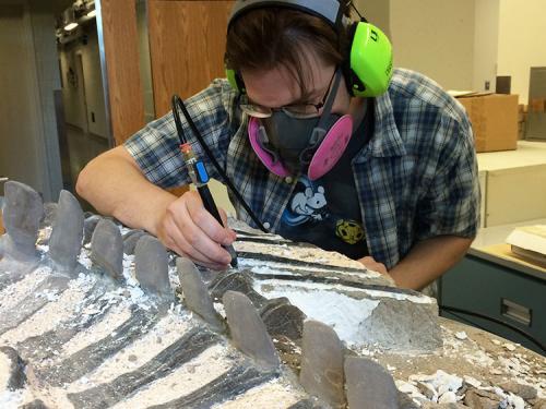 Smithsonian Collections Manager Matthew Miller uses an air scribe while cleaning vertebrae from a Ceratosaurus tail slab.