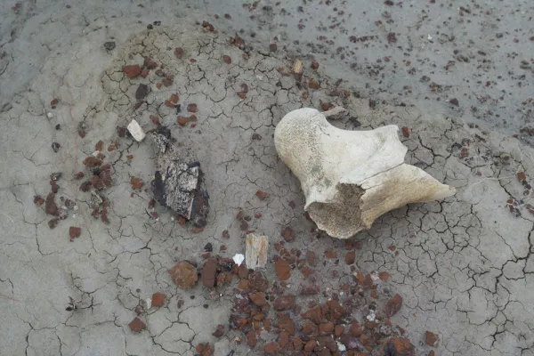 A dark fossil bone and a pale modern weathered bone lie on cracked gray sediment beside small brown stones.