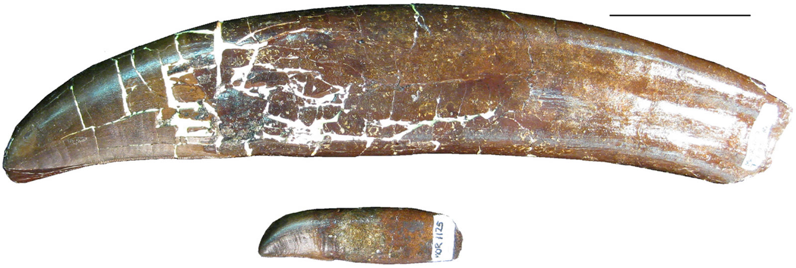 Two Tyrannosaurus lower-jaw teeth are photographed side by side above a black scale bar, one much smaller than the other.