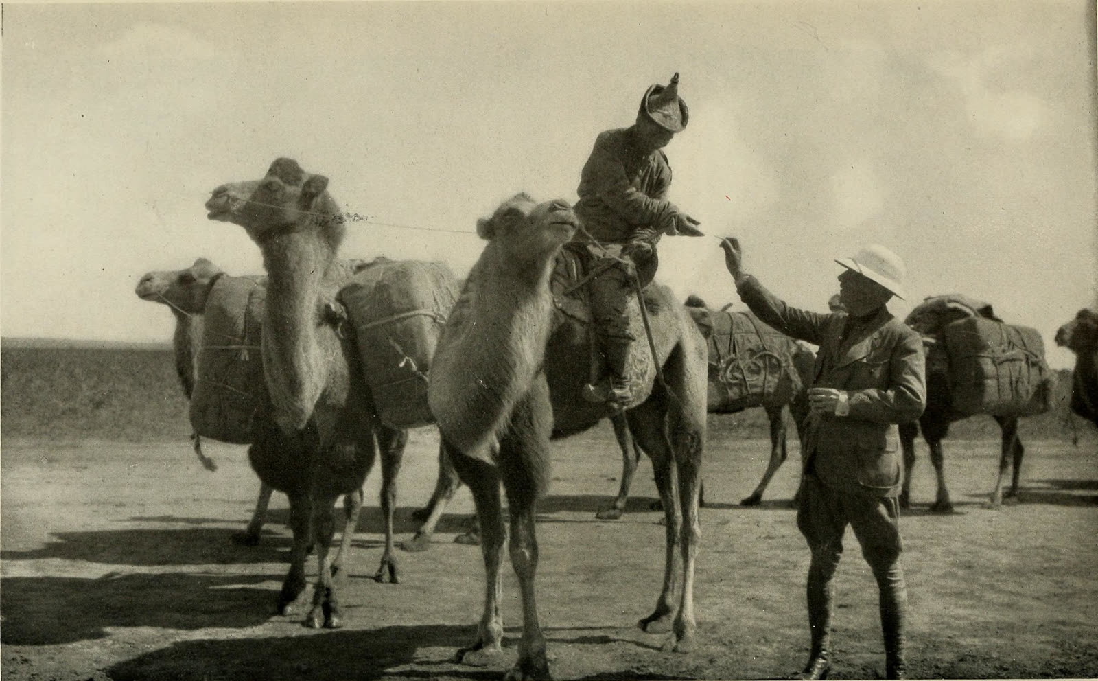 Archival photograph of a camel caravan moving across the Gobi Desert during the Central Asiatic Expeditions.
