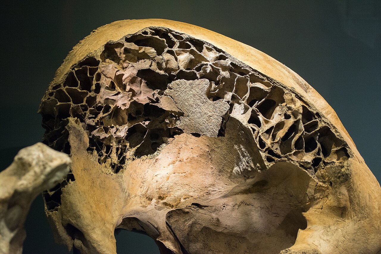 The Hartley mastodon skull at the Cleveland Museum of Natural History, photographed from the front with long tusks curving outward.