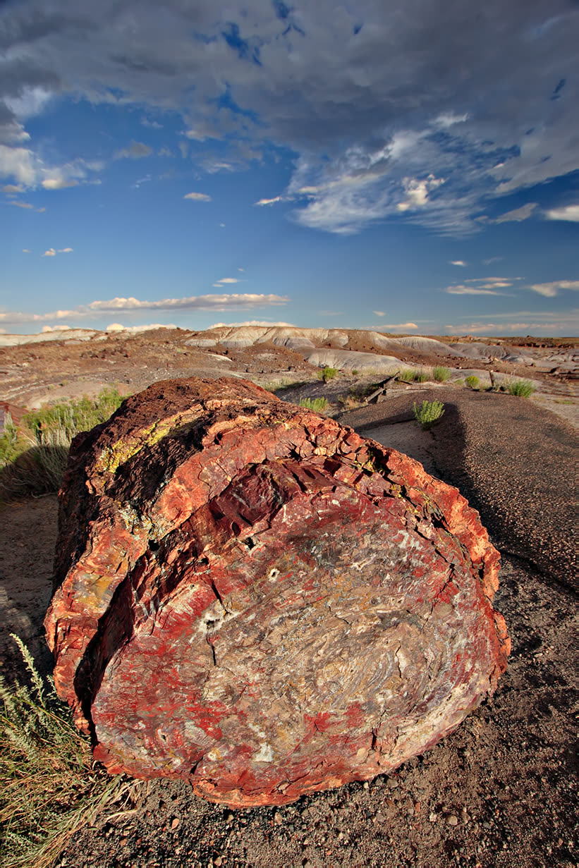 Colorful petrified logs resting on an eroded slope in Petrified Forest National Park, Arizona.
