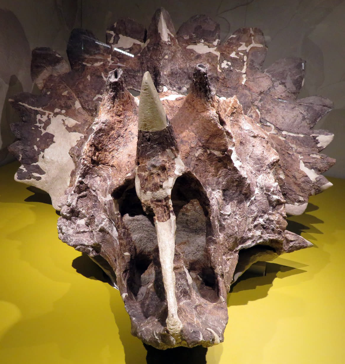 一张皇家角龙头骨在皇家蒂勒尔博物馆展出的真实照片，画面中可以看见巨大的鼻角、很小的眉角和宽阔的缘盾。