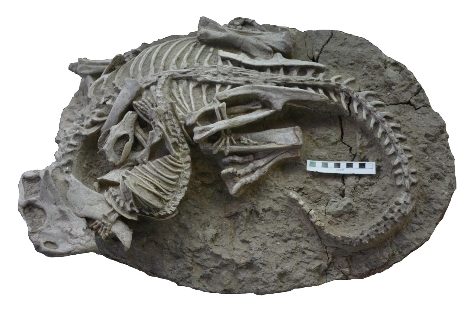 Photograph of the Lujiatun fossil slab preserving the intertwined skeletons of Psittacosaurus and Repenomamus.