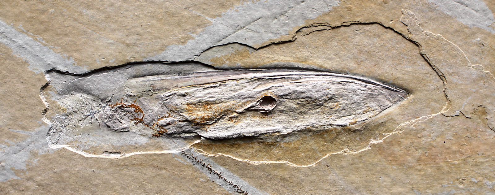 A flattened Jurassic Plesioteuthis fossil from Solnhofen displayed on a pale limestone slab, with the body outline and dark internal features visible.