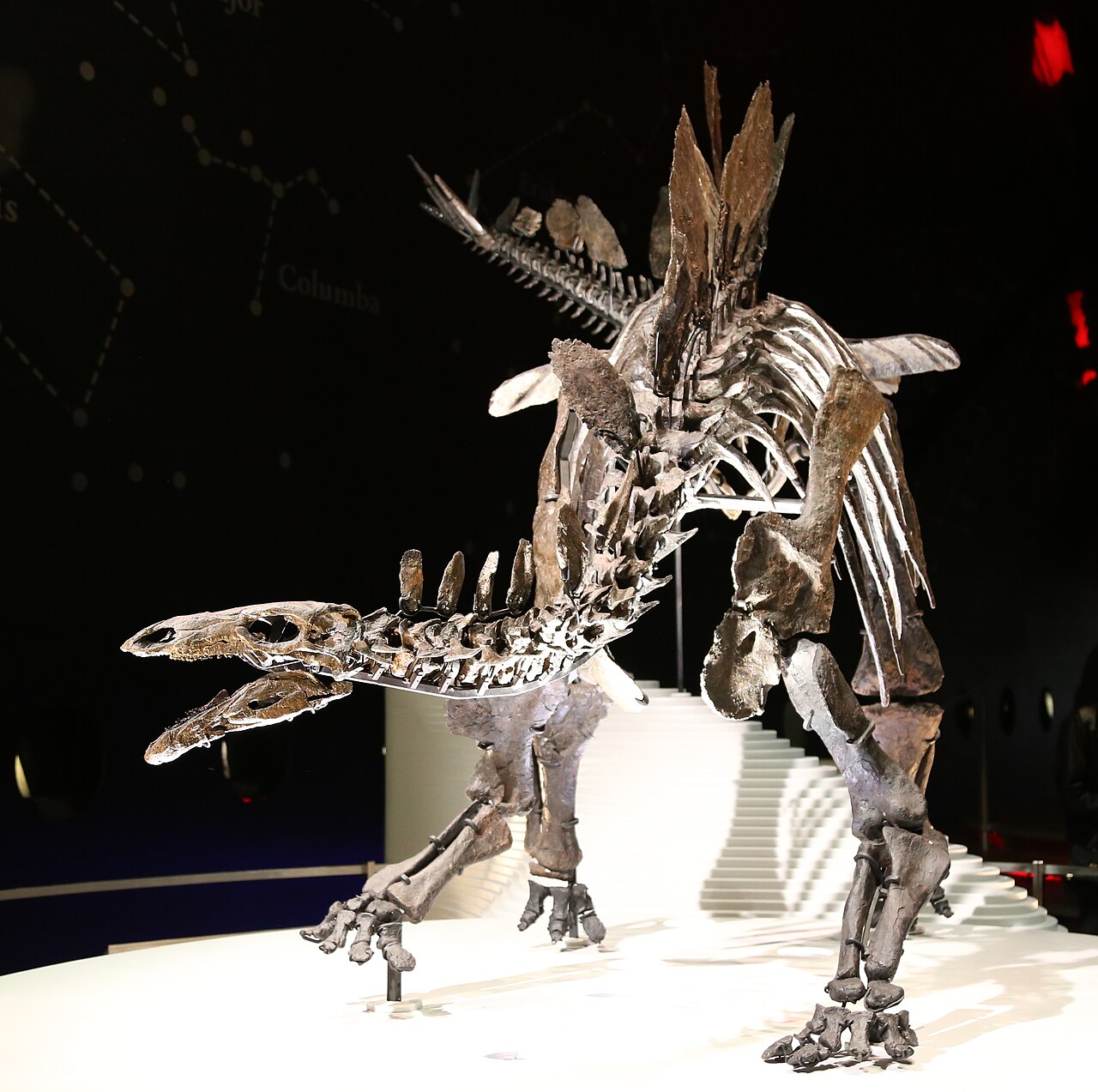 The Stegosaurus skeleton known as Sophie stands mounted in the Natural History Museum in London, viewed from the front with plates rising above the spine.