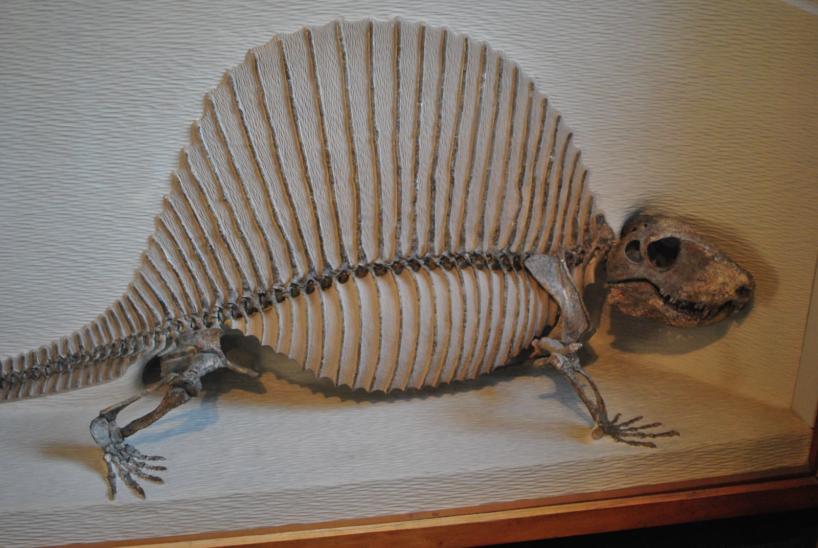 Photograph of the Dimetrodon milleri specimen mounted at the Harvard Museum of Natural History, with the tall sail and sprawling body visible in side view.