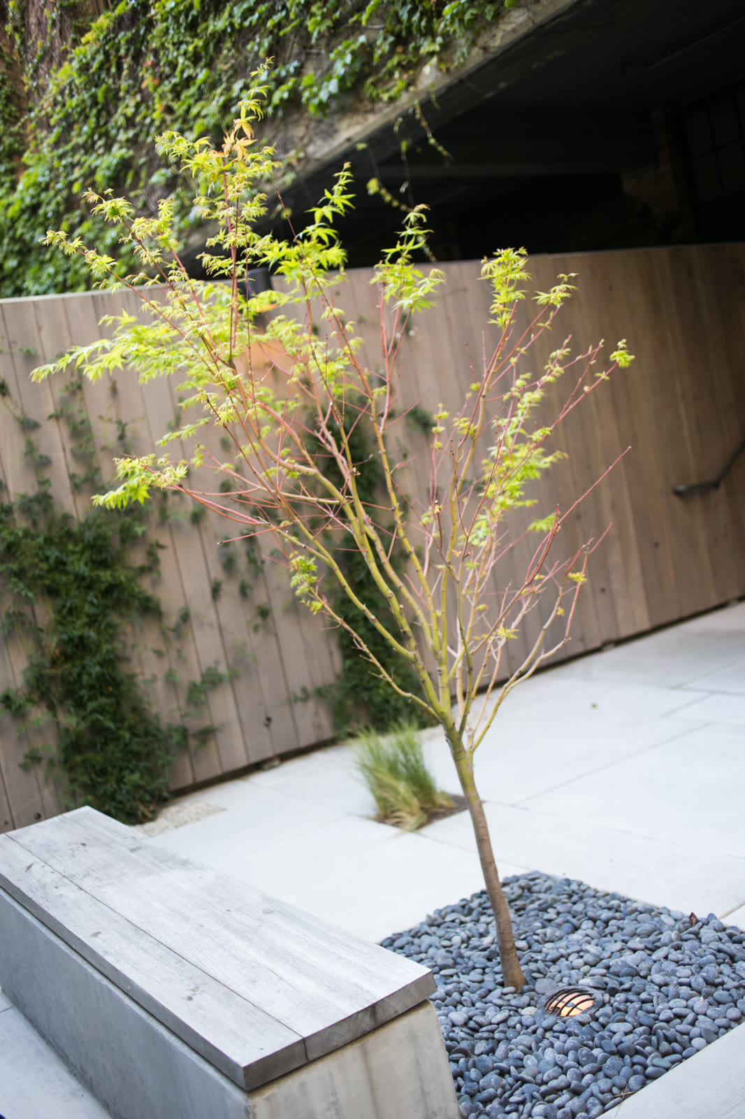 Benu's courtyard in San Francisco with tall brown fermentation jars, wood fencing, and plants.