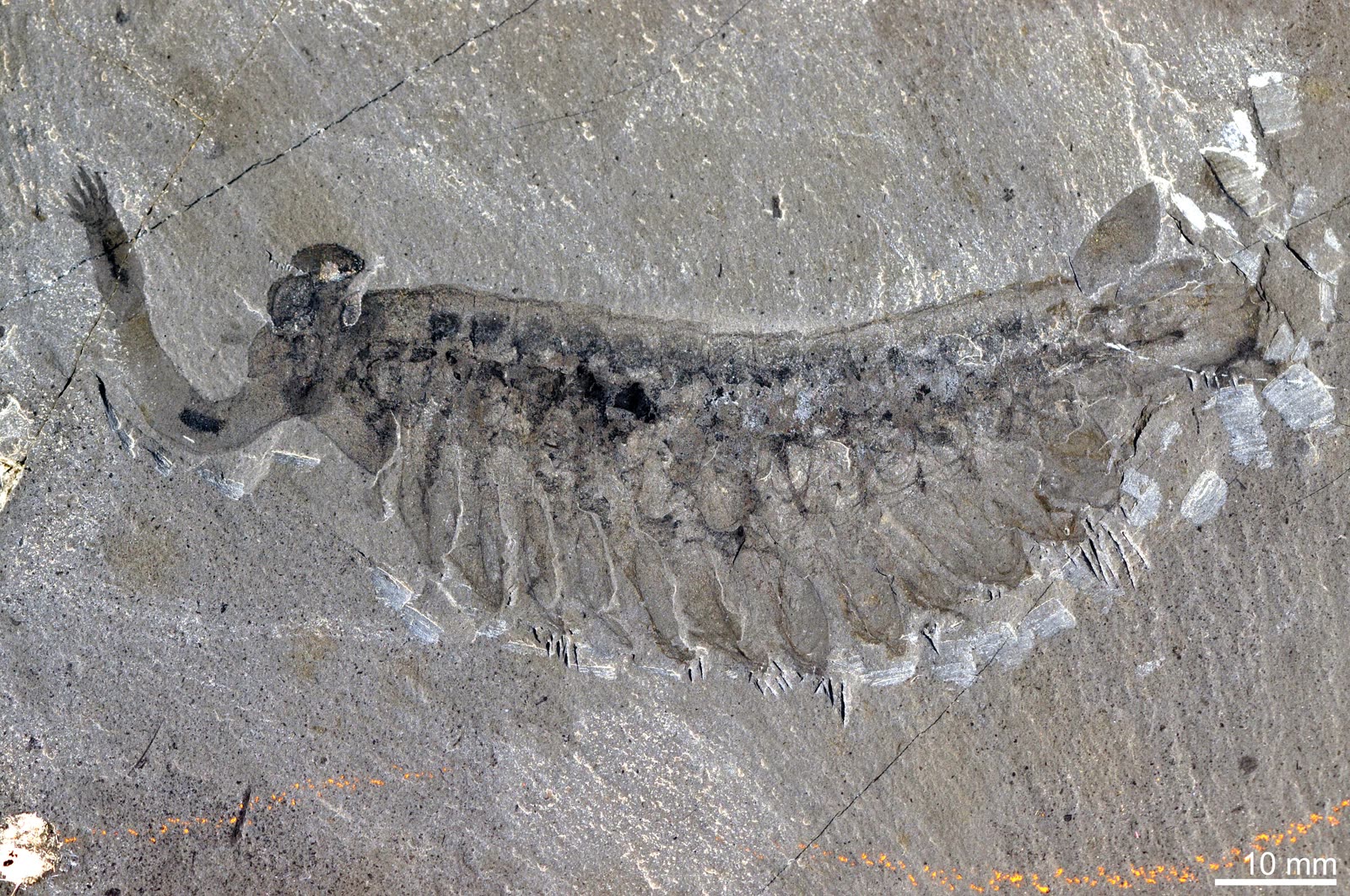 Photograph of an Opabinia regalis fossil specimen from the Burgess Shale, preserved as a dark flattened body against pale rock.