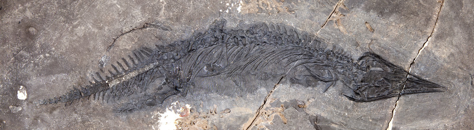 Photograph of the Gunakadeit joseeae fossil slab, showing the long narrow skull and articulated body preserved across a very wide rock surface.