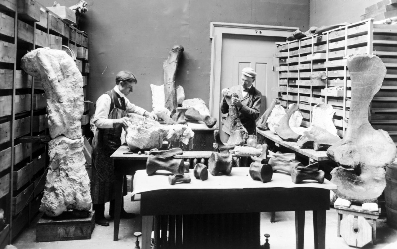 Archival photograph of two paleontologists in a laboratory preparing Grand Junction fossils, with a Brachiosaurus femur still lying in a plaster jacket at left.