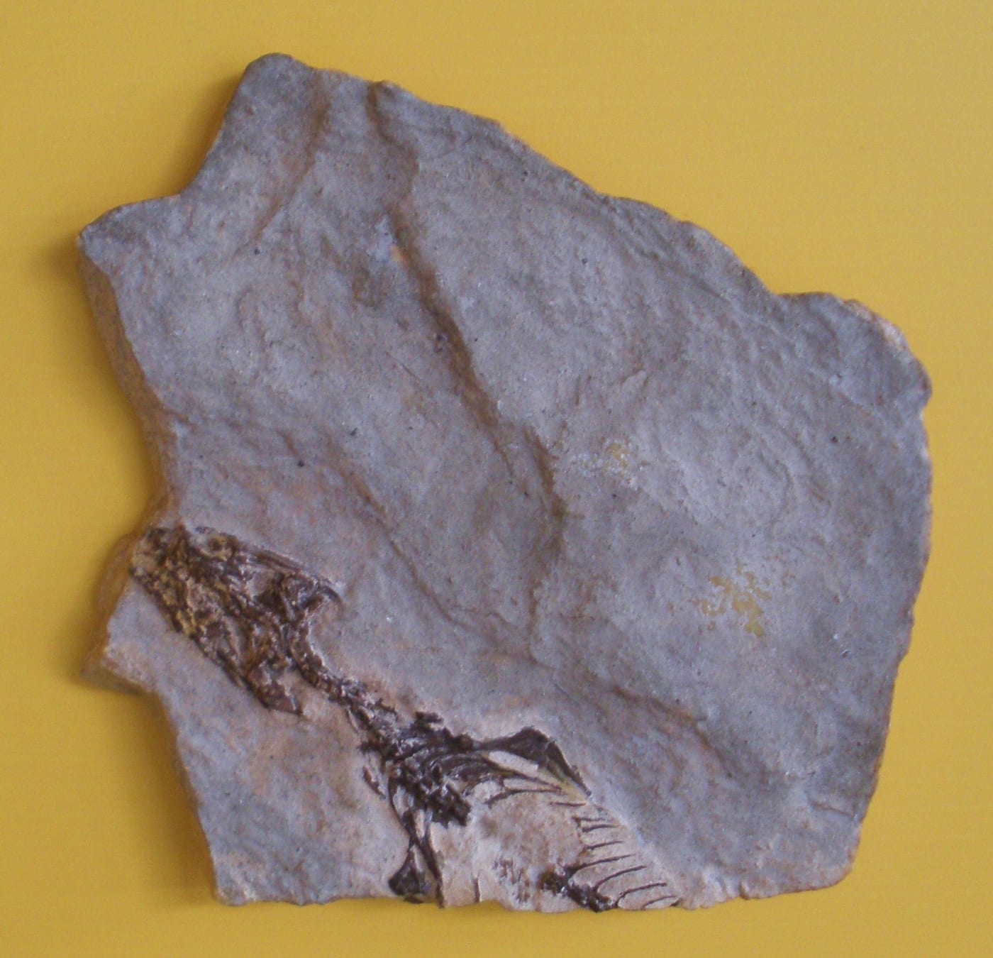 Megachirella wachtleri 化石保存在一块浅色岩板中的照片。