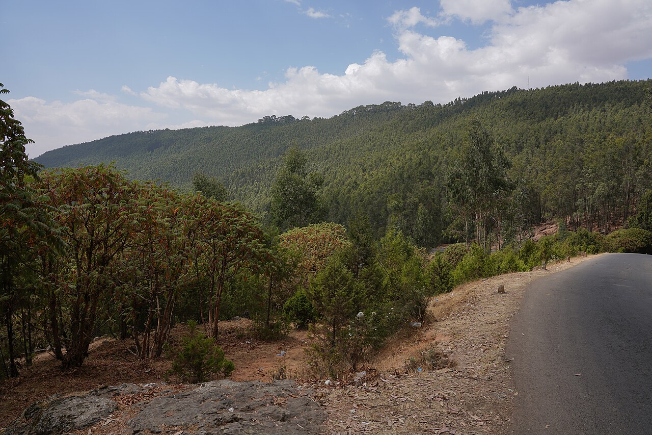 A paved road curves through eucalyptus-covered Entoto hills above Addis Ababa under a bright sky.