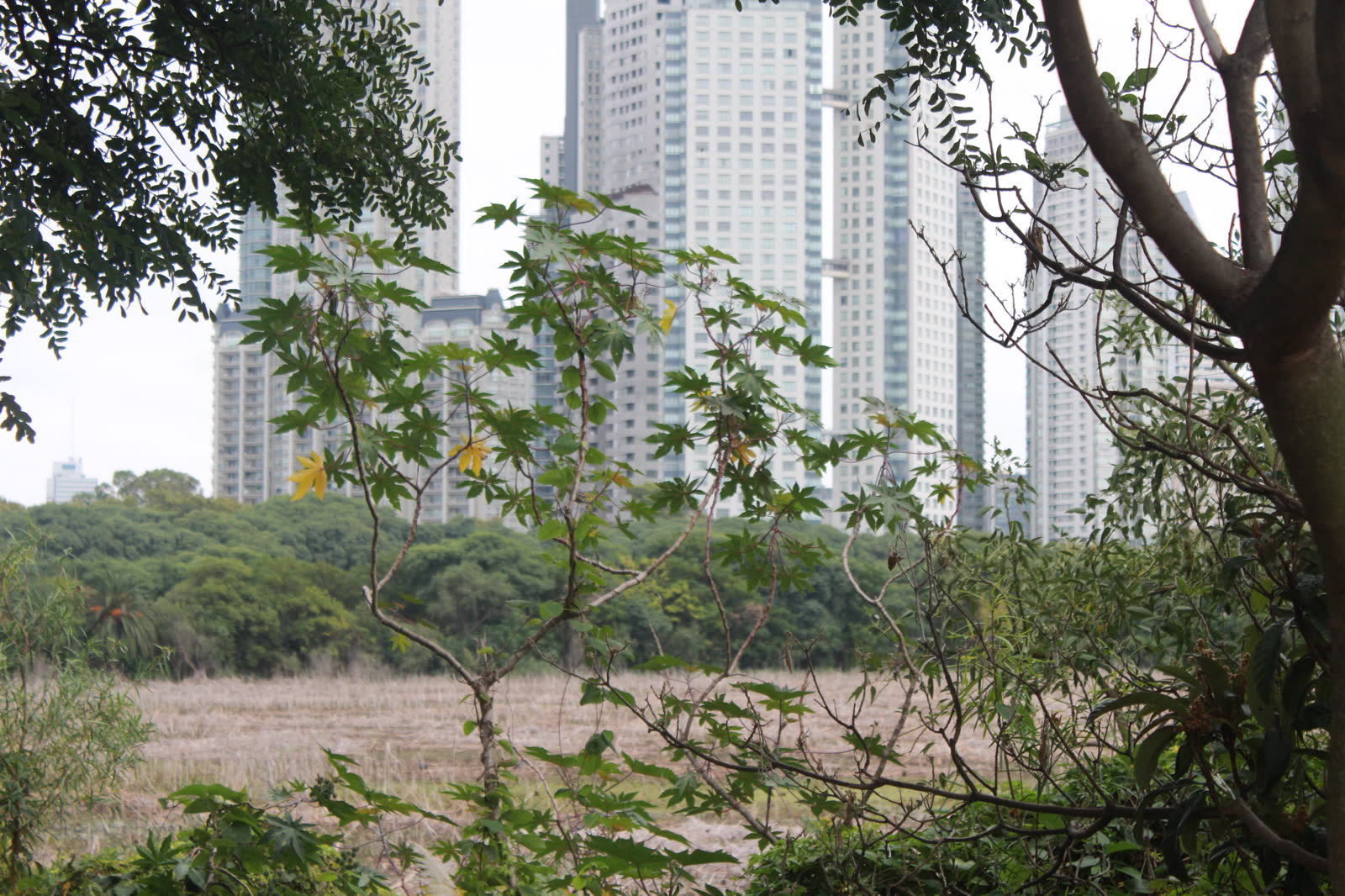 Buenos Aires towers seen beyond grass and wetland vegetation inside the Costanera Sur Ecological Reserve.