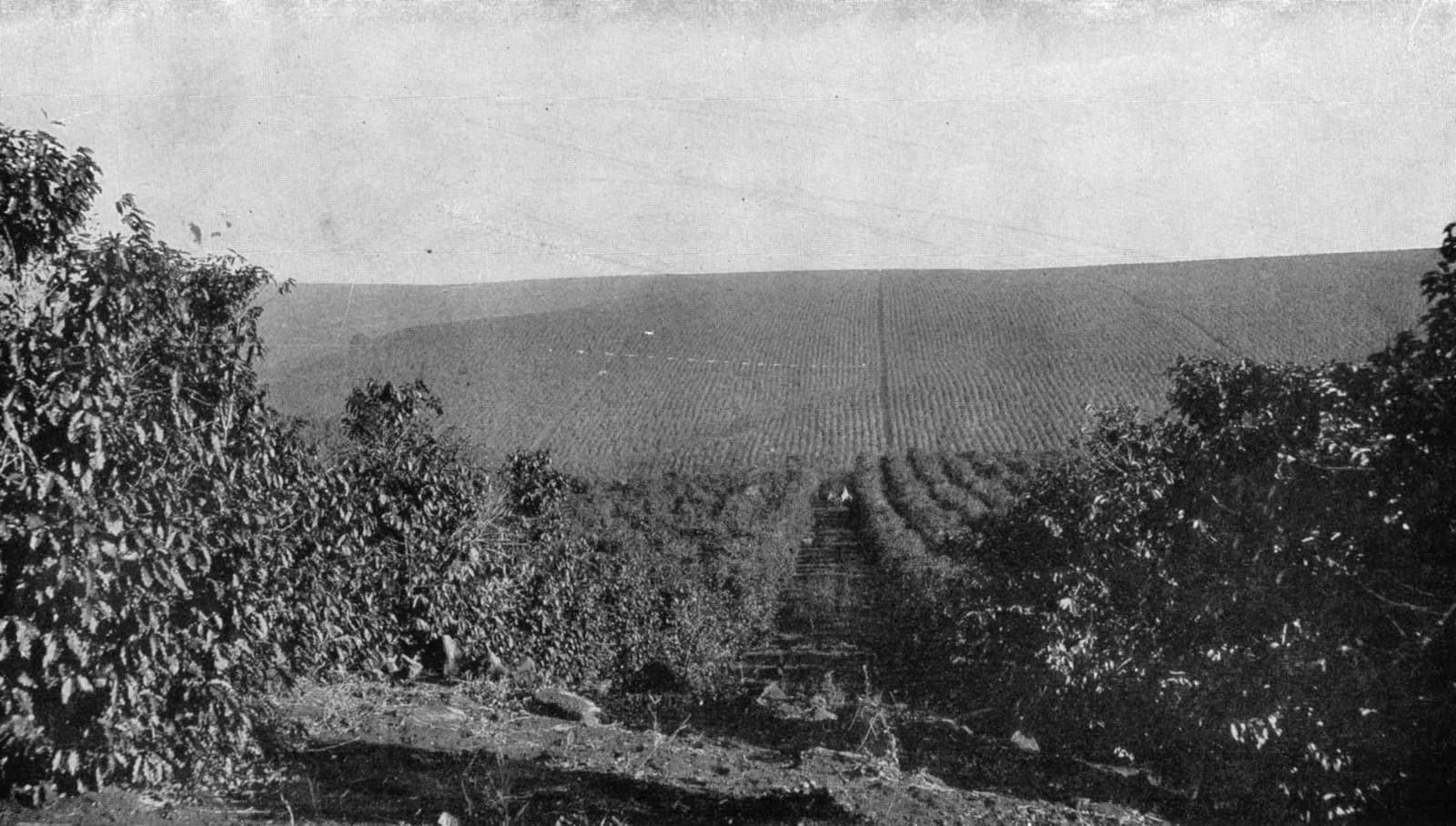 Archival photograph of rows of coffee trees stretching across a Brazilian plantation.