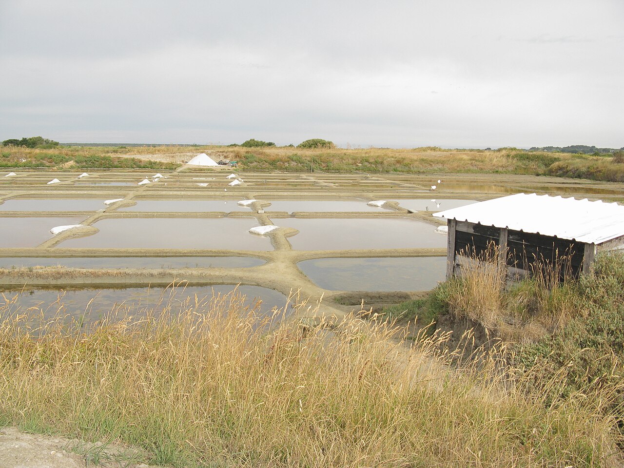 Rectangular salt-production basins in the Guerande salt marshes, photographed from above with water, clay edges, and pale salt-working paths visible.
