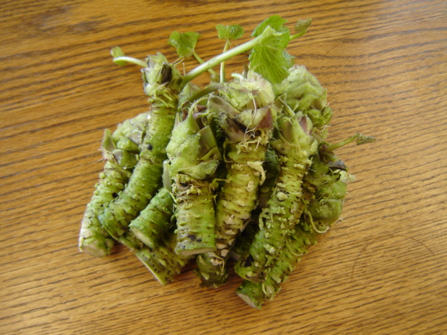 Fresh Daruma sawa wasabi rhizomes laid on a white surface.