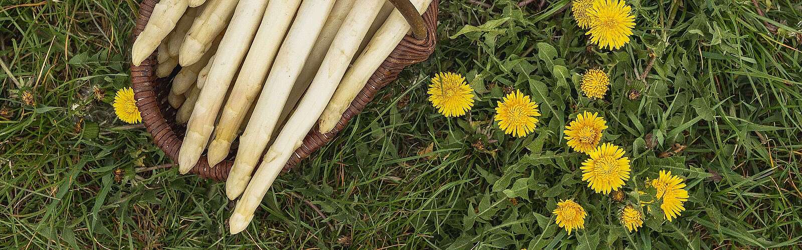 A basket of white asparagus from Syringhof in Beelitz resting on green grass.