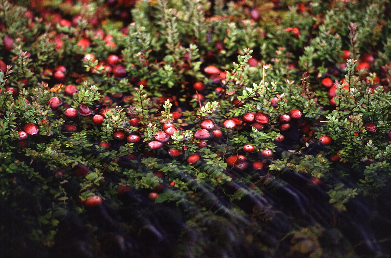 A coastal Washington cranberry bog with red cranberries growing among low green vines.