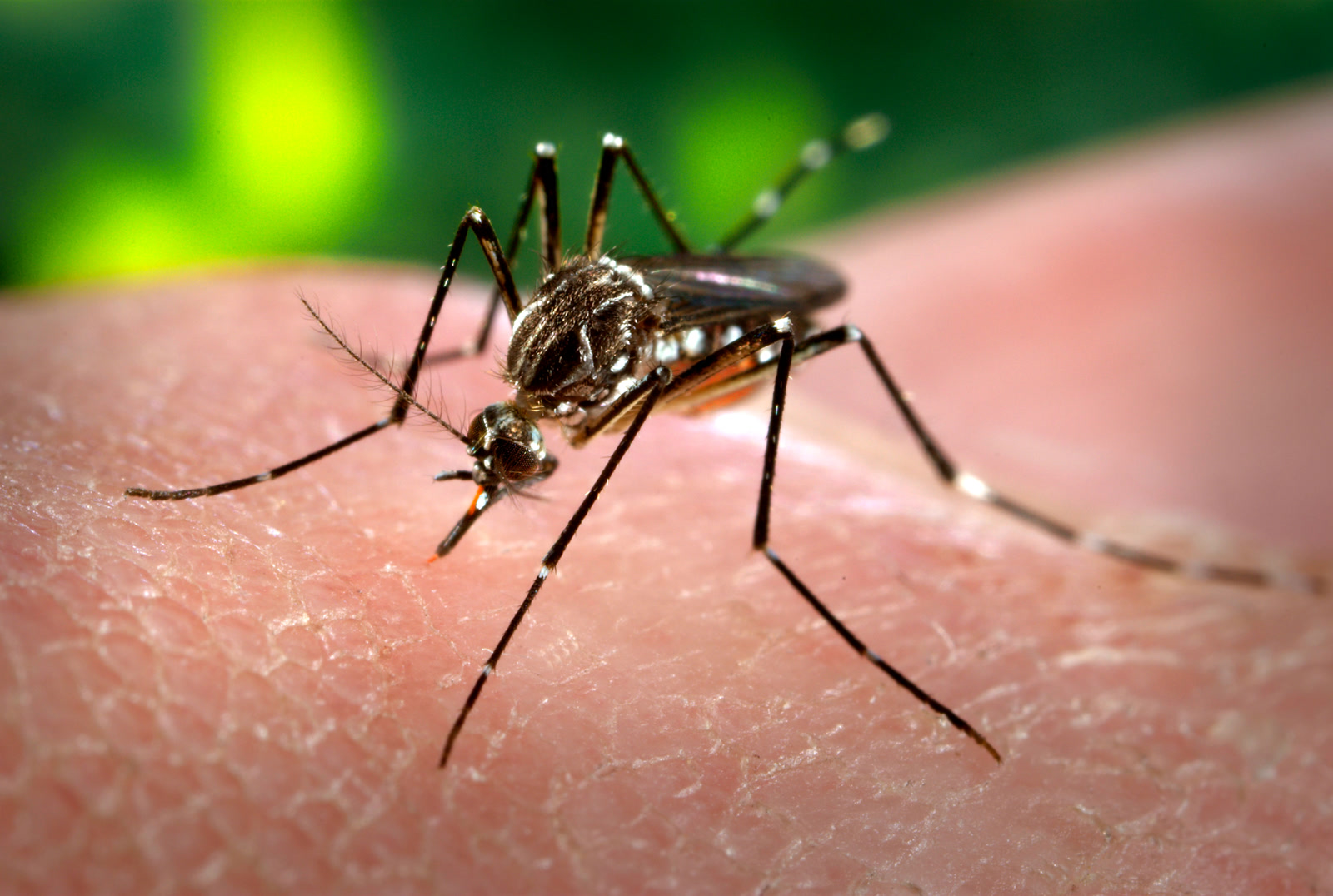 A female Aedes aegypti mosquito feeding on human skin in a CDC photograph.