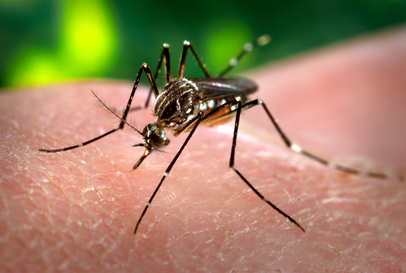 A female Aedes aegypti mosquito taking a blood meal from human skin.