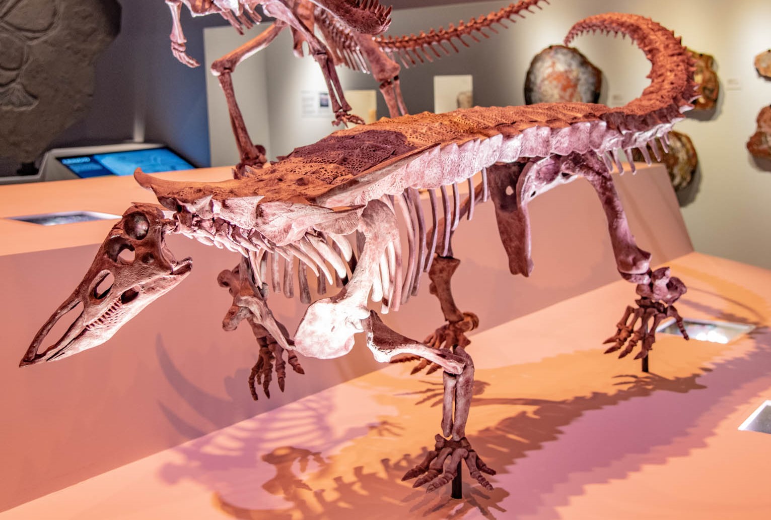 Photograph of a mounted Desmatosuchus skeleton in a museum display, showing a long armored body, narrow skull, and tall shoulder spikes.