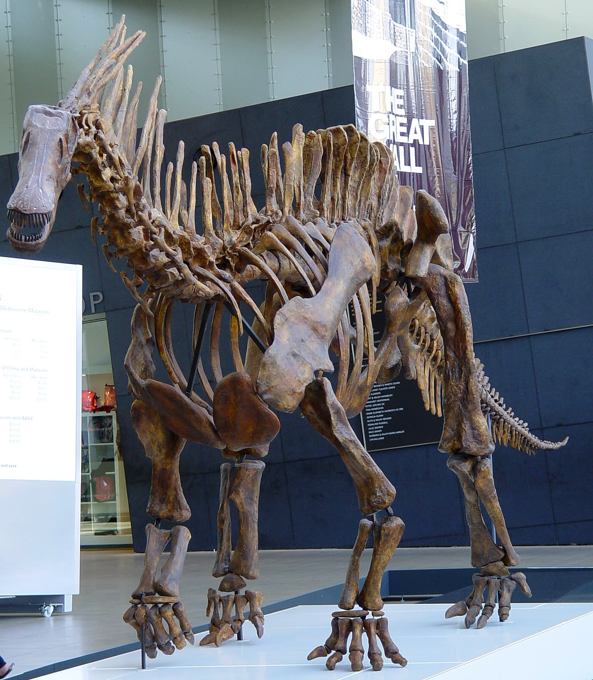Photograph of an Amargasaurus skeletal mount at the Museum of Victoria, showing the paired high neck spines rising above the short sauropod neck.
