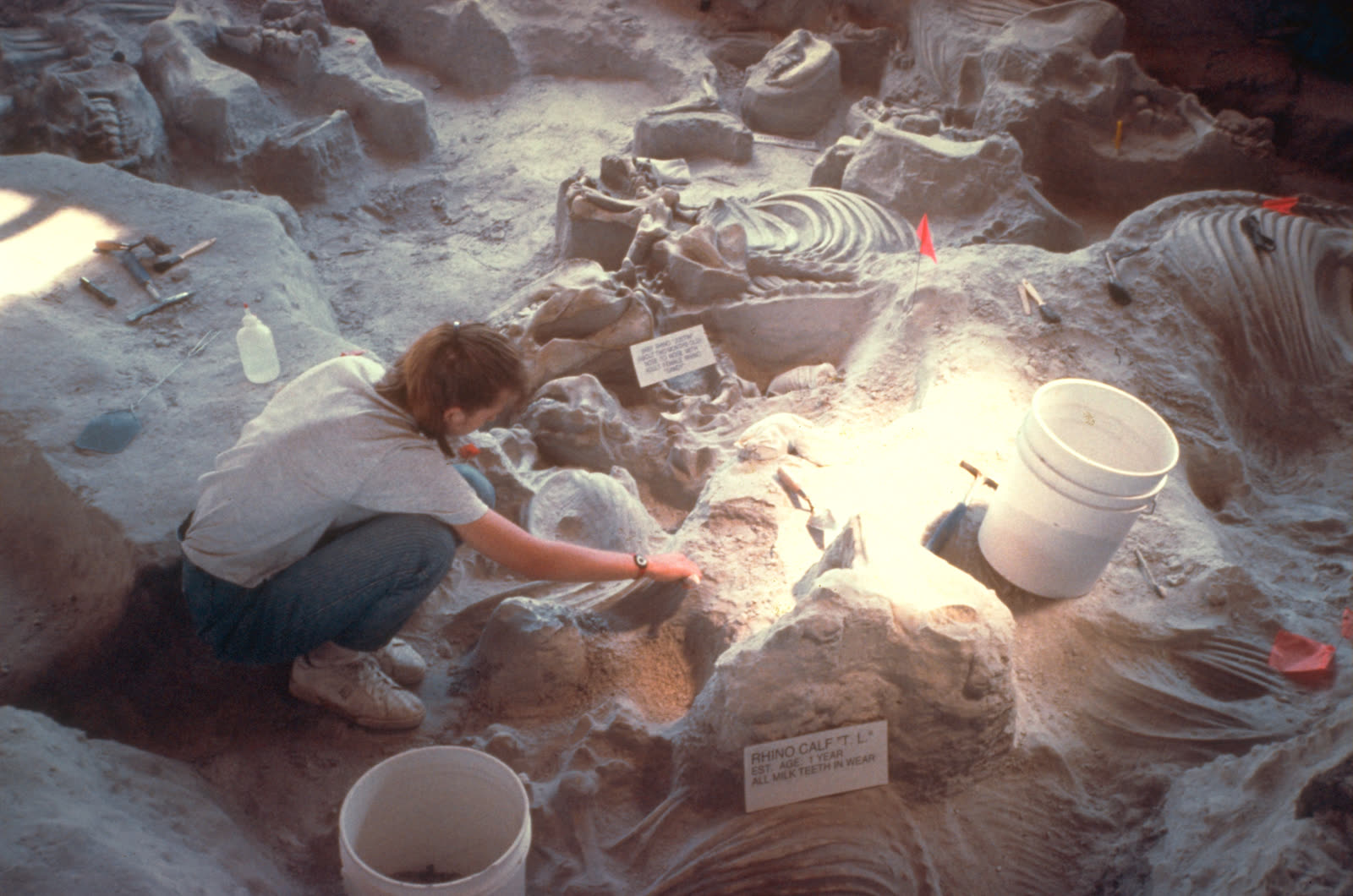 Photograph of the baby Teleoceras rhinoceros skeleton known as T. L. preserved in pale volcanic ash at Ashfall Fossil Beds.