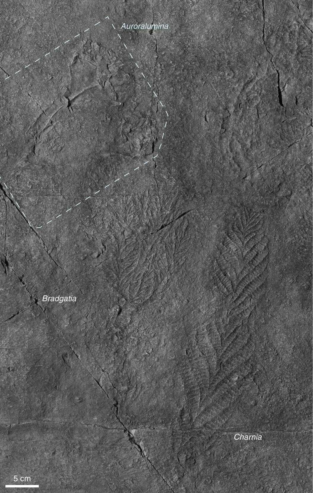 Photograph of the Auroralumina attenboroughii holotype outlined on a Charnwood Forest rock surface beside labeled Bradgatia and Charnia fossils.