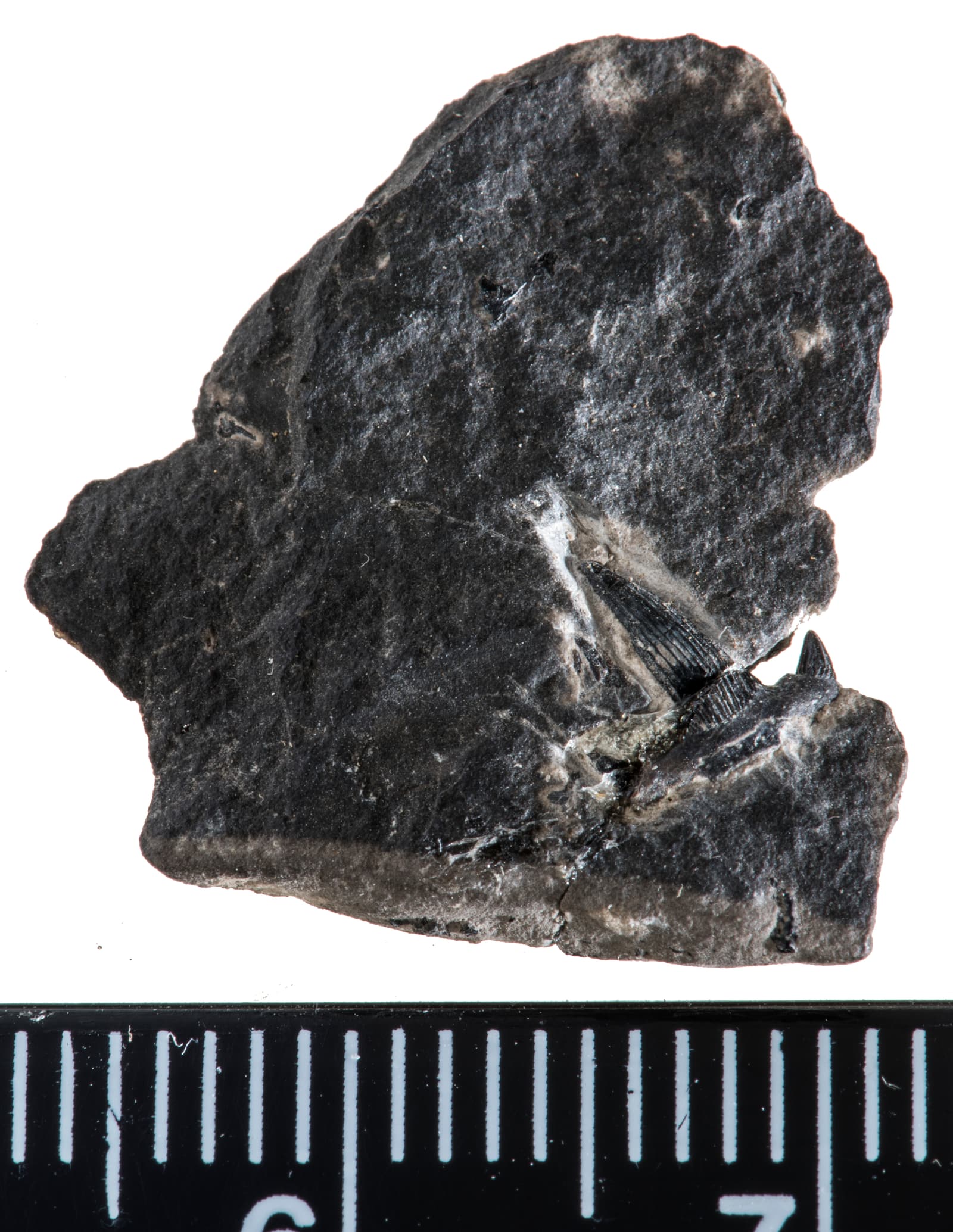 纳沙泰尔自然历史博物馆收藏的 Stethacanthus hibberti 正型化石照片，一件深色石炭纪鱼类标本保存在浅色石板上。