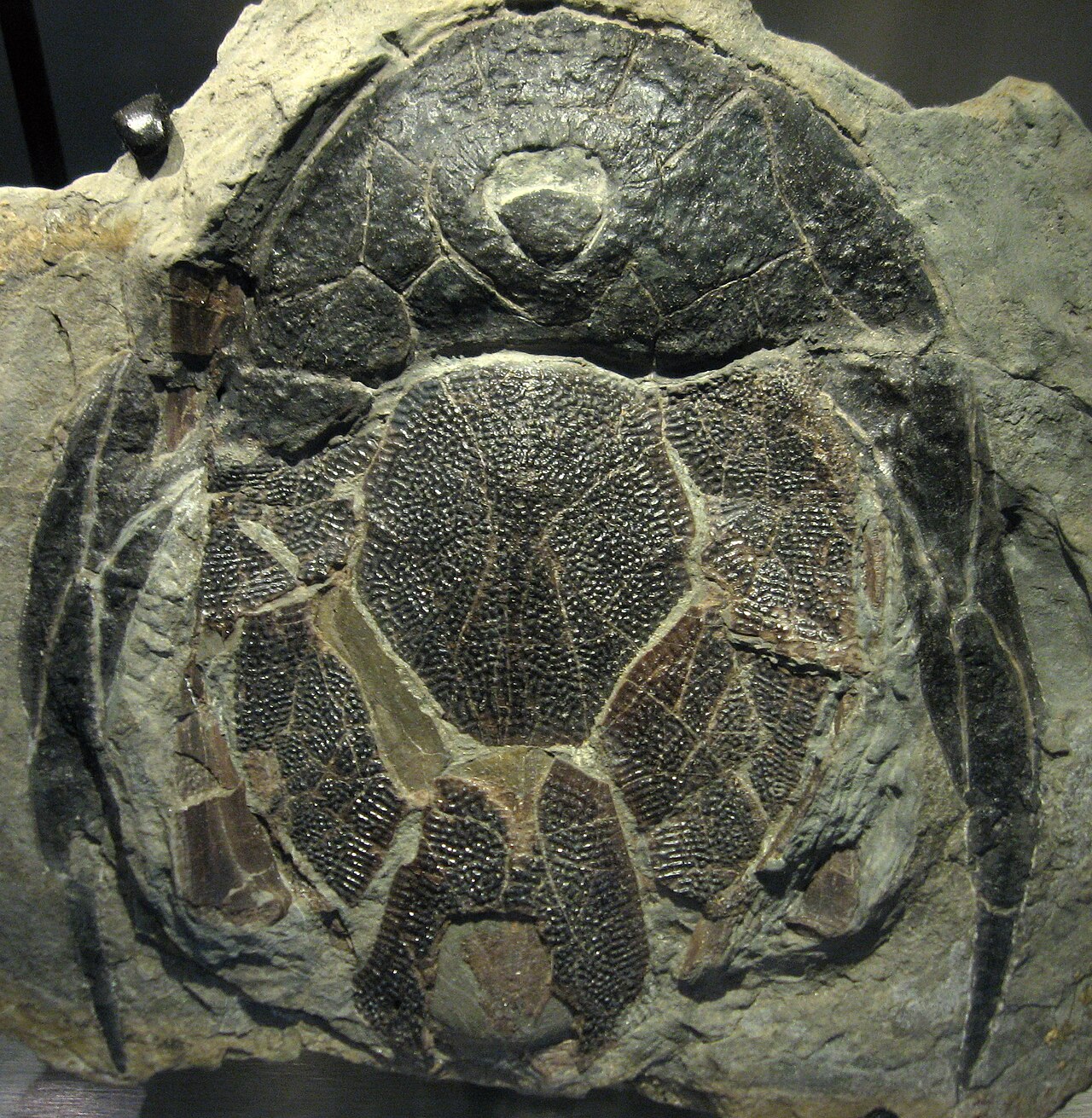 Photograph of a Bothriolepis canadensis fossil showing the armored head shield and paired fin plates on a pale slab.
