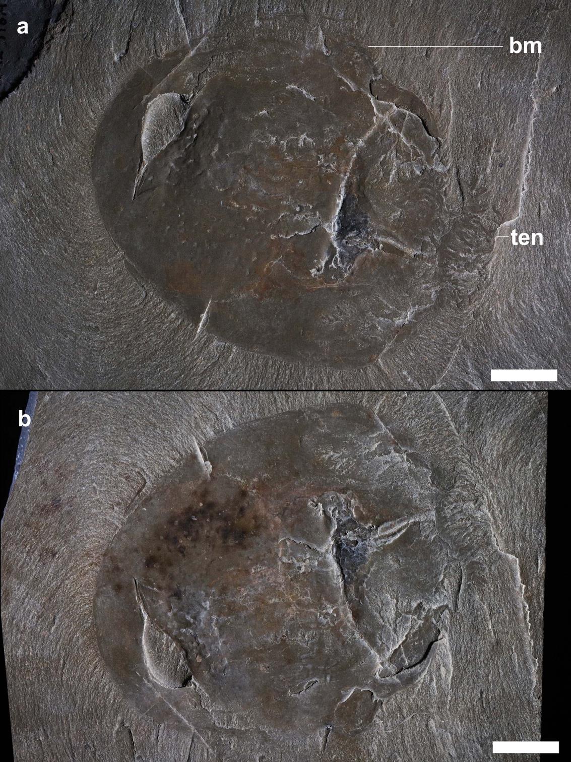 Cross-polarized fossil photograph of a Burgessomedusa phasmiformis specimen and counterpart from the Burgess Shale, showing the contracted umbrella shape on a pale slab.