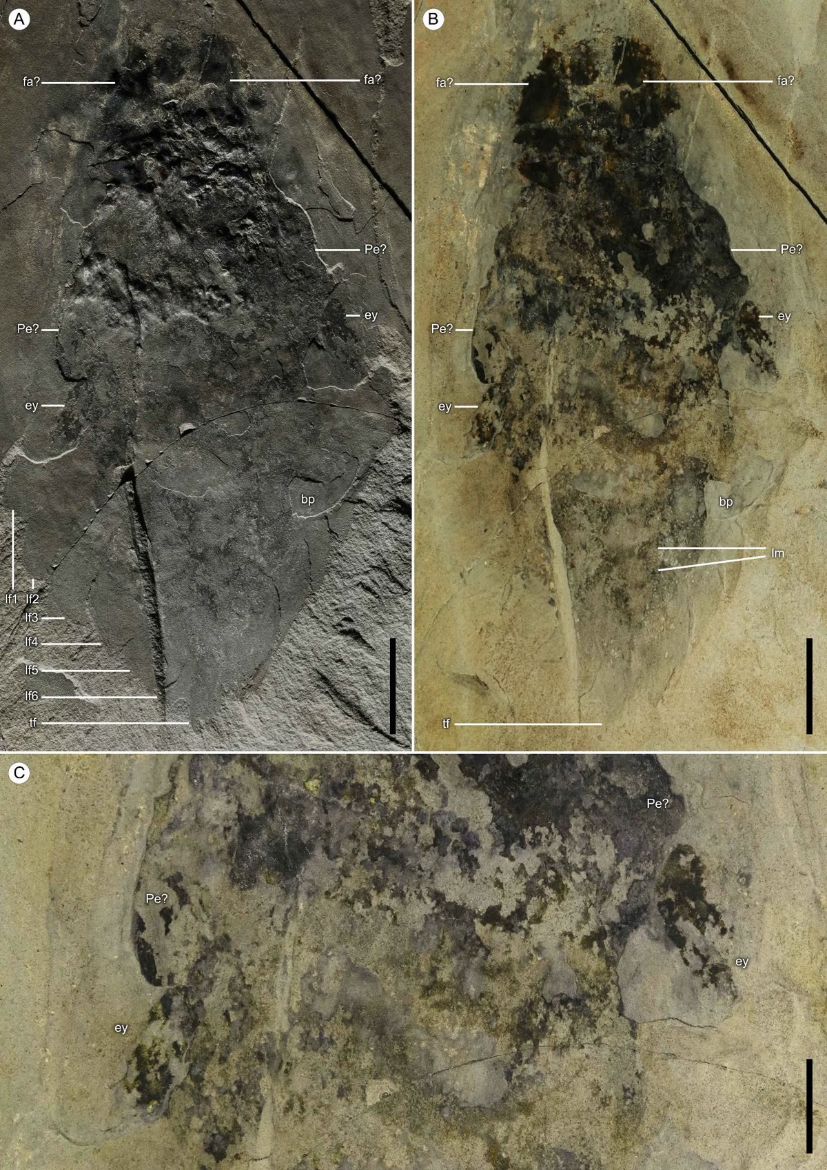 Photograph of the Cambroraster falcatus holotype fossil, with body, eyes, and head carapace details preserved on split Burgess Shale slabs.