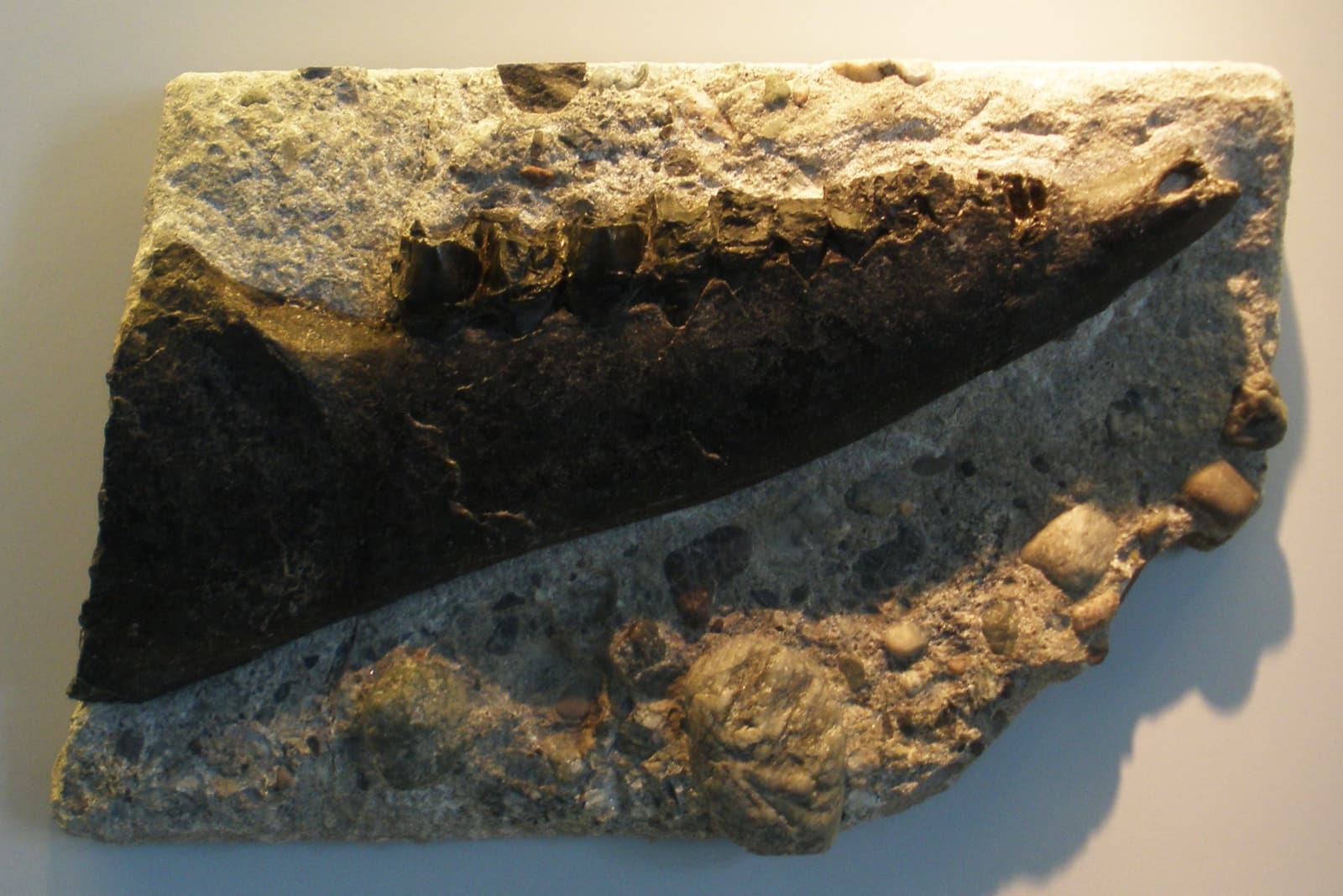 Photograph of a mounted Chalicotherium fossil skeleton at the Paleontology Museum of Zurich, showing the long forelimbs and unusual body proportions of the extinct clawed herbivore.