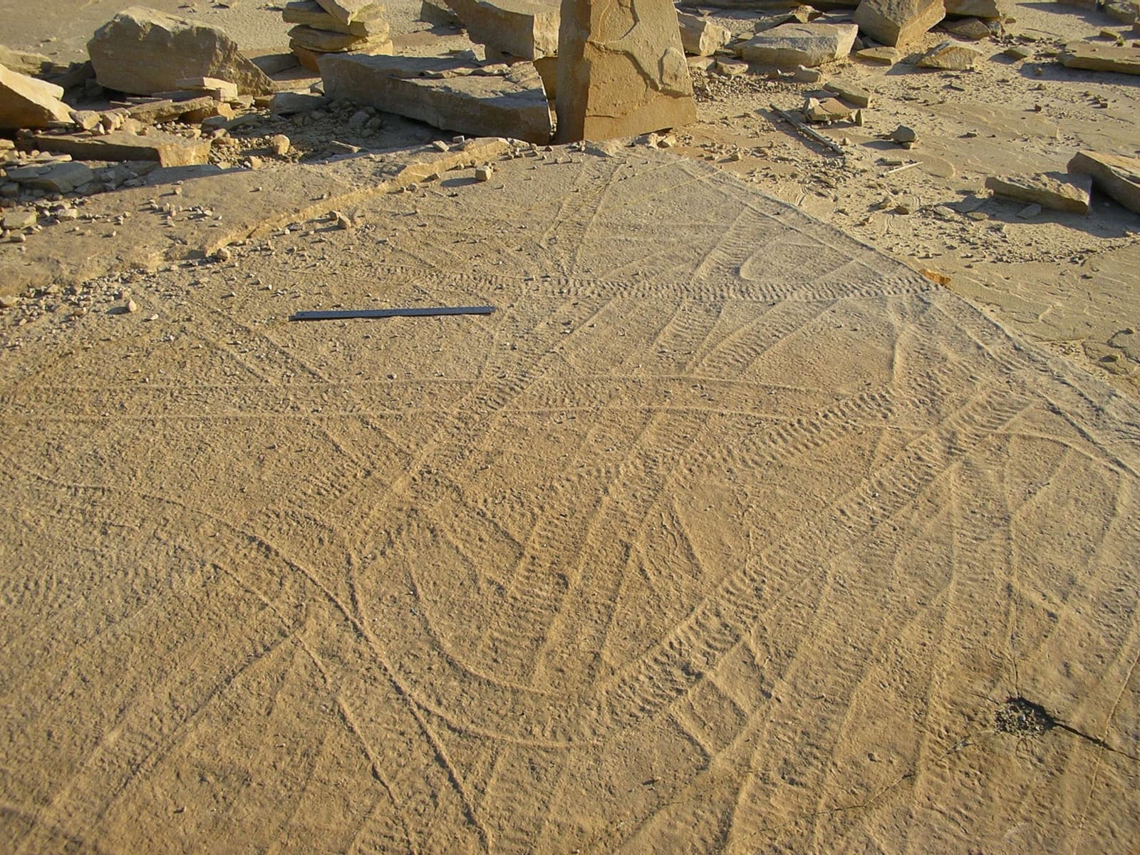 Photograph of Climactichnites trace fossils from Cambrian sandstone in central Wisconsin, showing broad parallel trackways crossing pale rock.