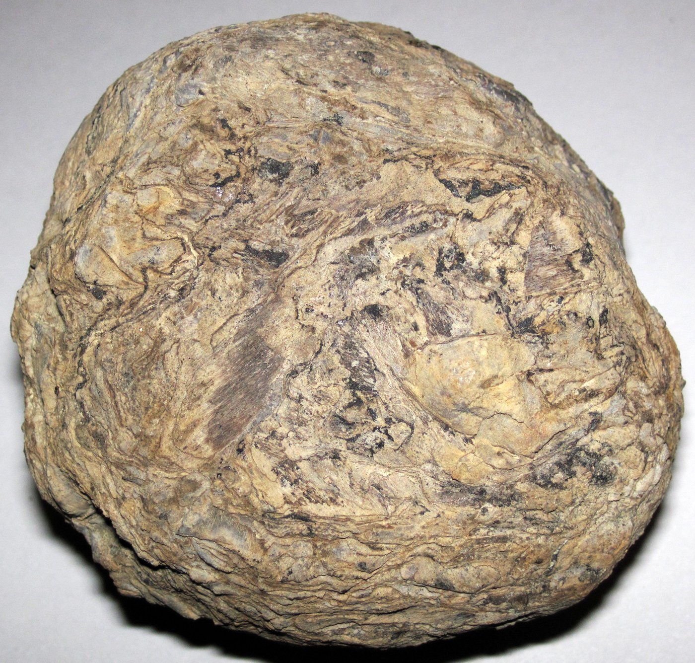 Photograph of a cut coal ball from the Pennsylvanian Duquesne Coal of Ohio, showing a rounded gray-brown fossiliferous nodule surface.