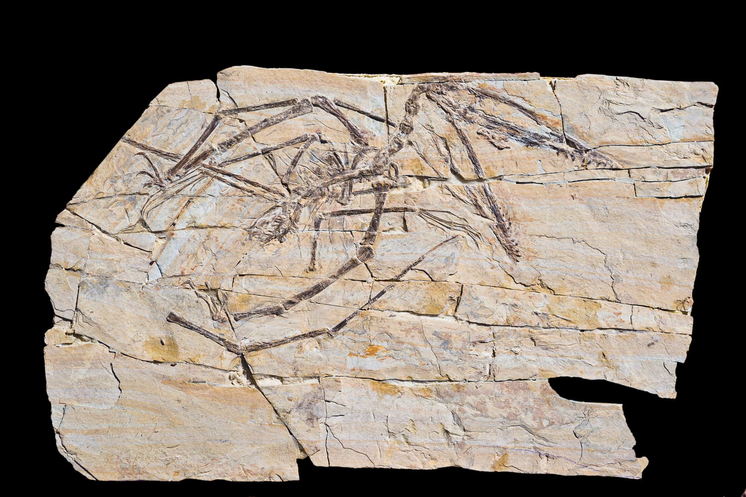 Darwinopterus modularis 化石骨架照片，置于深色背景上，可见长头骨、折叠翼、身体、后肢和伸展的长尾。