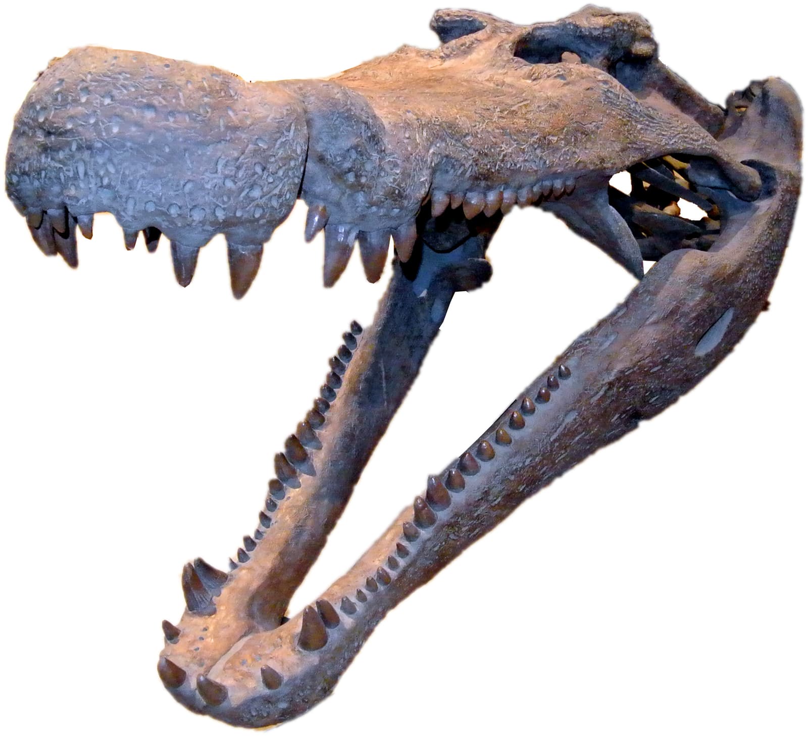 Photograph of a Deinosuchus hatcheri skull at the Natural History Museum of Utah, shown in side view with large conical teeth and a broad snout.