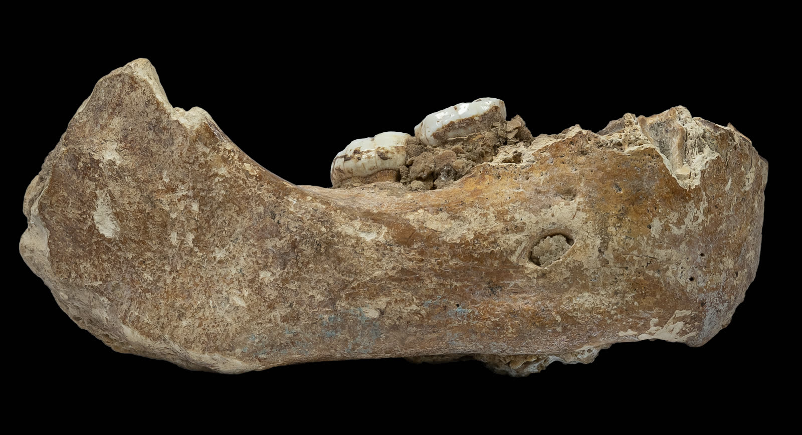 Photograph of the Xiahe mandible, a fossil lower jaw with two molars attached, identified as Denisovan from Baishiya Karst Cave on the Tibetan Plateau.