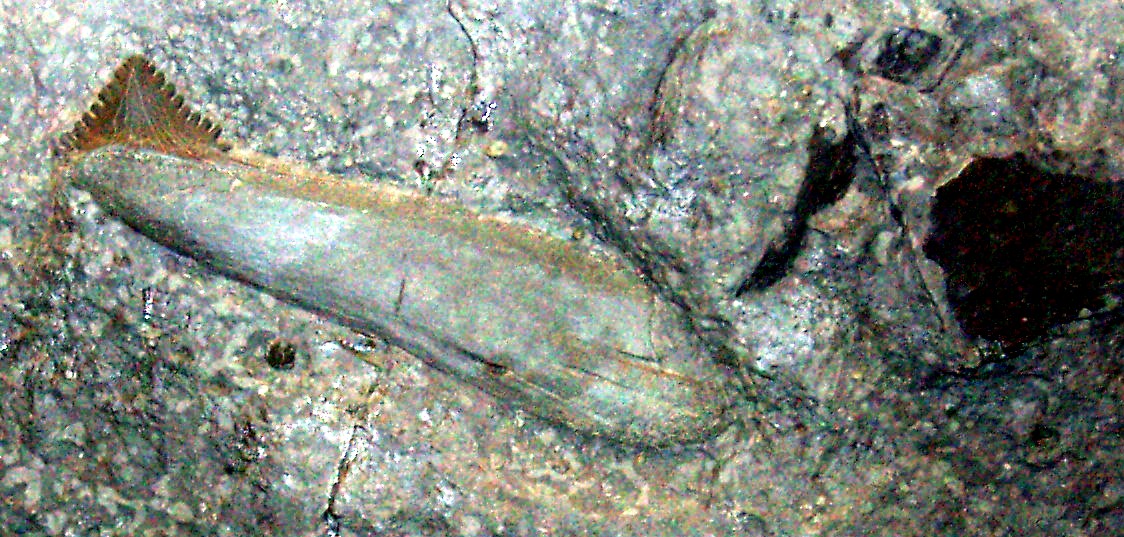 Photograph of an Edestus heinrichi fossil tooth whorl displayed at the Museo Civico di Storia Naturale di Milano.