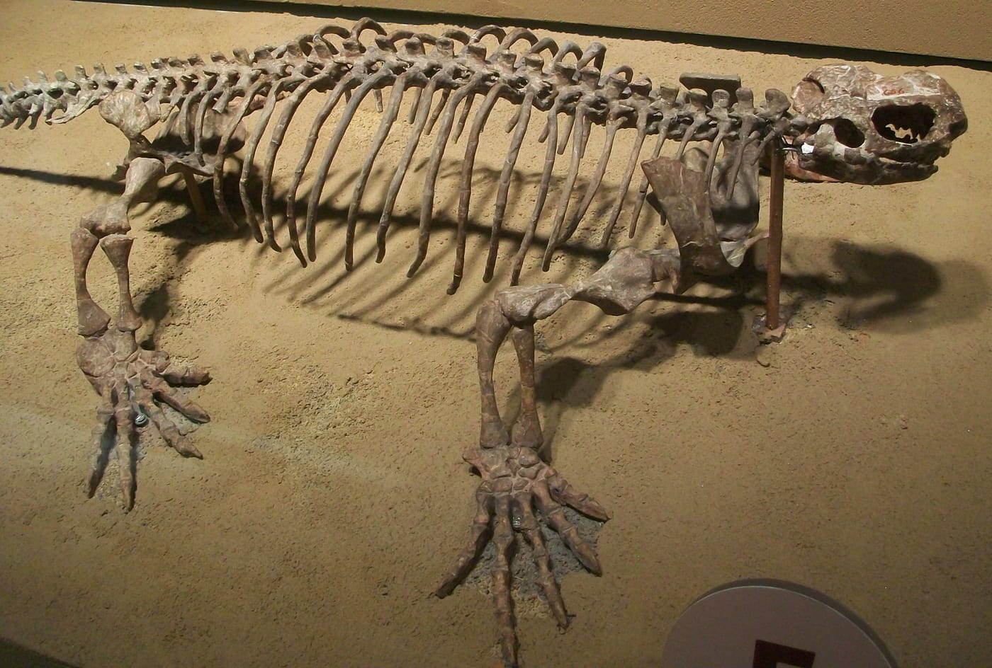 Photograph of a mounted Casea broilii skeleton in the Field Museum of Natural History.
