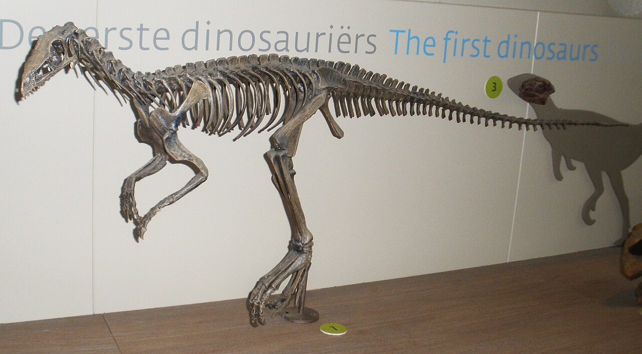 Photograph of an Eoraptor lunensis skeletal mount at the Royal Belgian Institute of Natural Sciences, shown in profile against a museum wall.