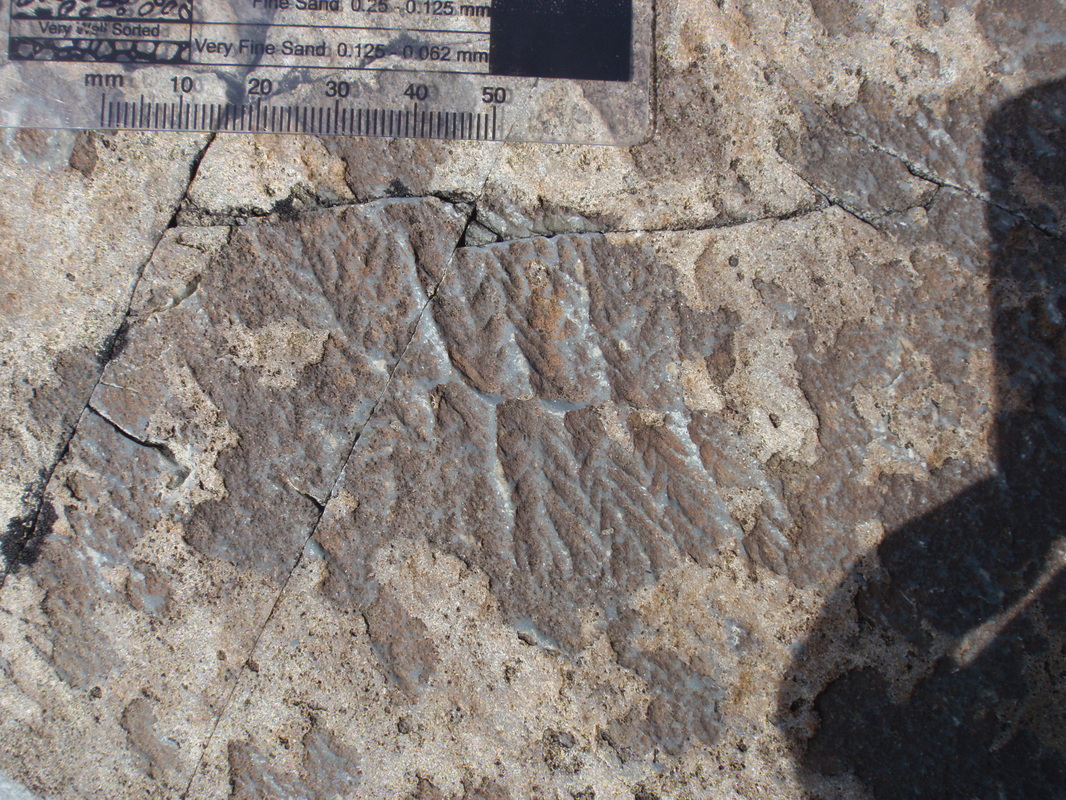 Photograph of a Fractofusus andersoni fossil impression on a bedding plane in Newfoundland, with a millimetre scale above the specimen.