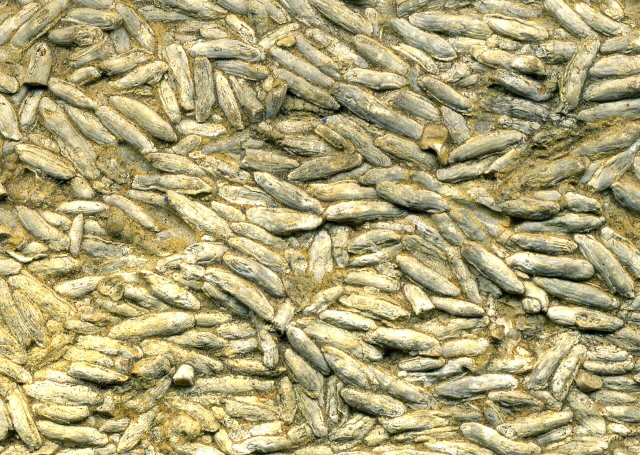 Photograph of a Pennsylvanian fusulinid limestone surface from Kansas, densely packed with pale rice-grain-shaped fossil tests.