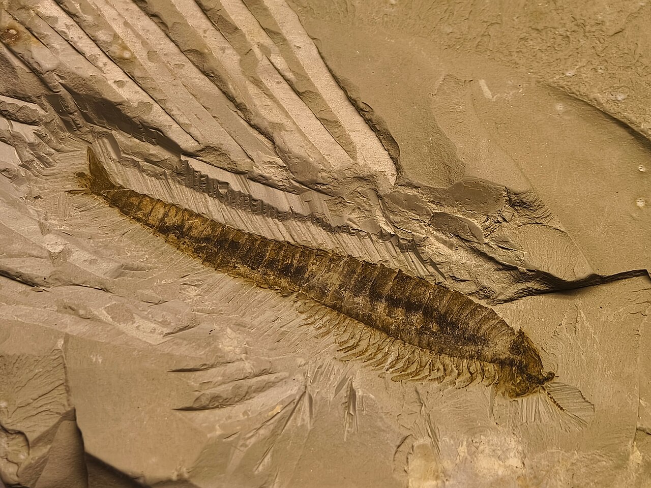 Photograph of a Fuxianhuia protensa fossil from the Chengjiang biota displayed on a pale slab, showing the elongated body outline in lateral view.