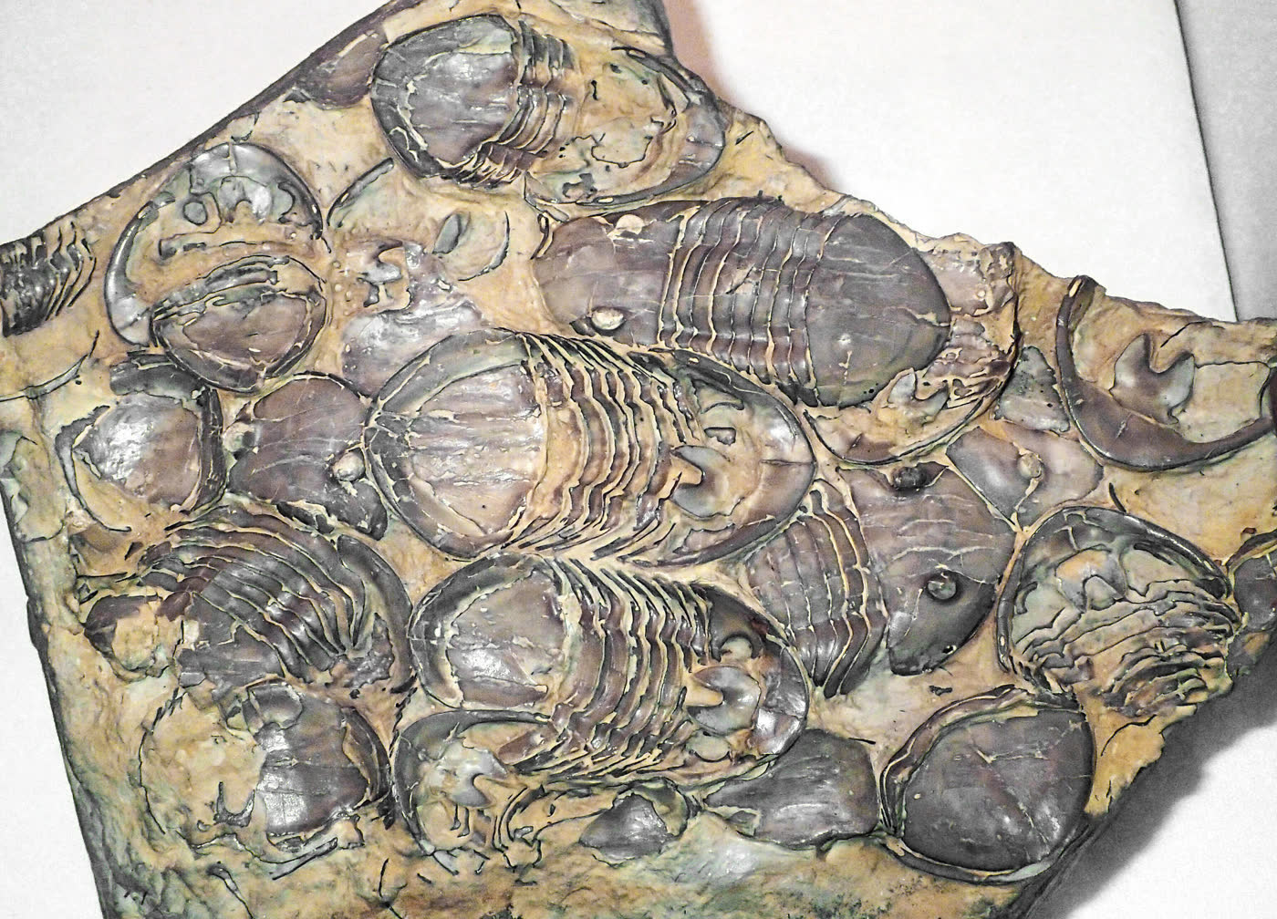 来自俄克拉荷马中奥陶统 Bromide Formation 的含化石灰岩板照片，可见多具完整 Homotelus bromidensis 三叶虫。